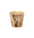 Birch bark planter on a white background
